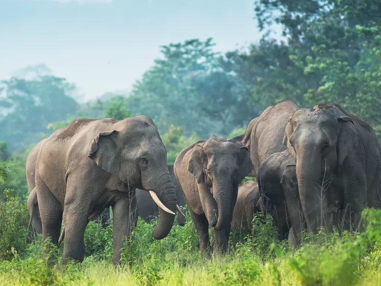 சு.வேணுகோபாலின் வலசை: உபரி வலிகளின் கதை
